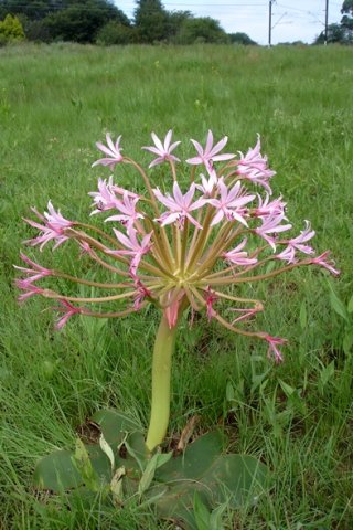 Brunsvigia radulosa camera conscious